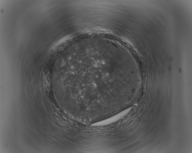 X0000066011063200603061252