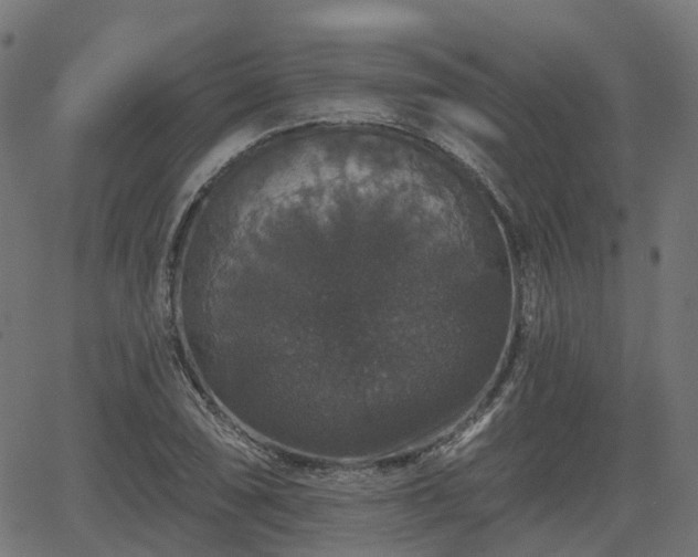 X0000066011074200603061251