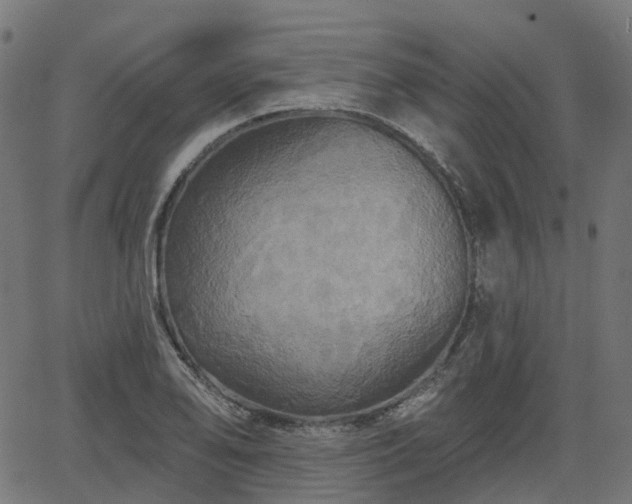 X0000066011078200603061251