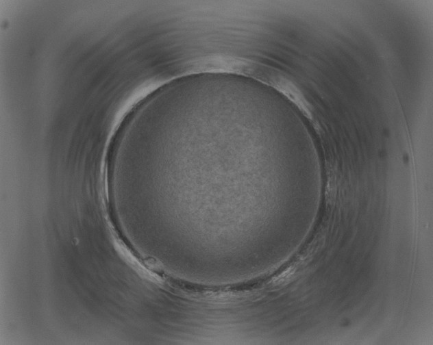 X0000066011080200603061251