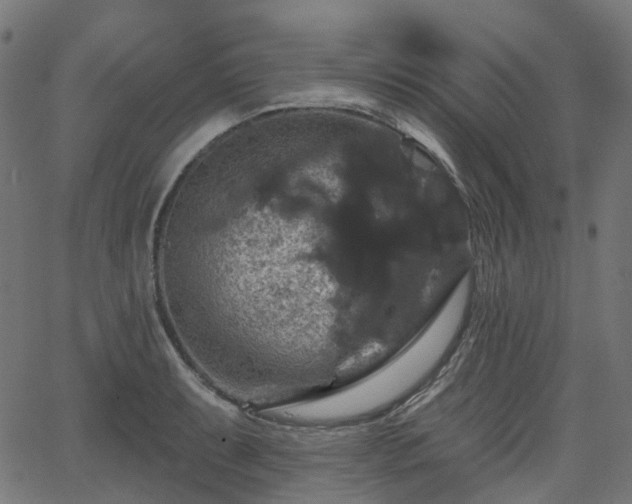 X0000066011087200603061251