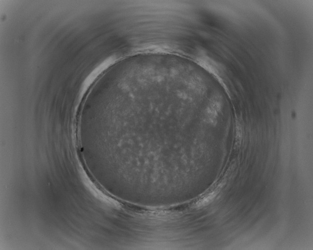 X0000066011090200603061251