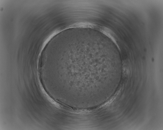 X0000066011091200603061251