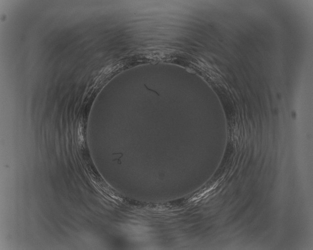 X0000066011106200603061250