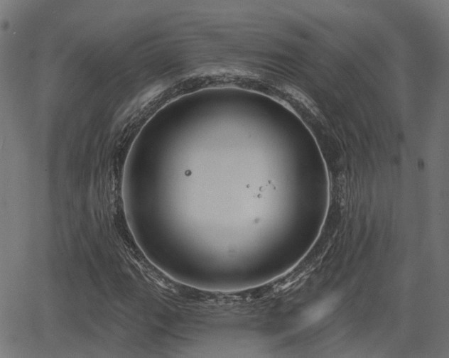 X0000066011111200603061250