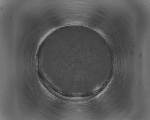 X0000066011118200603061250