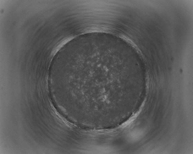 X0000066011121200603061250