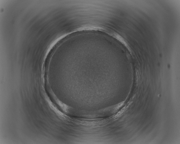 X0000066011124200603061250