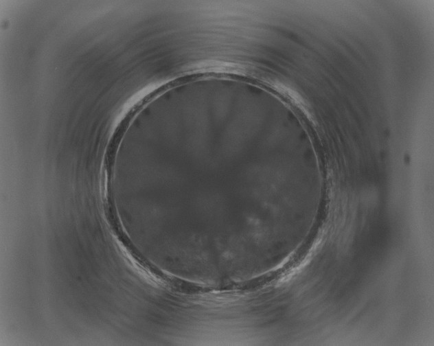 X0000066011125200603061250