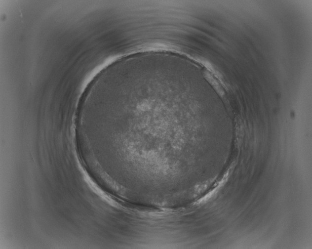 X0000066011134200603061251