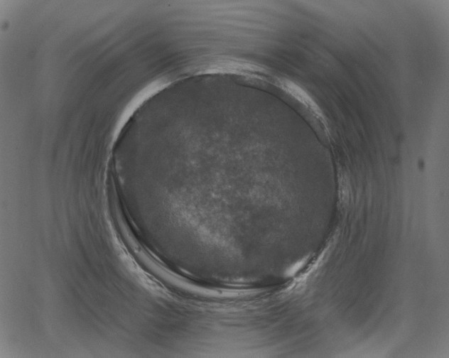 X0000066011138200603061251