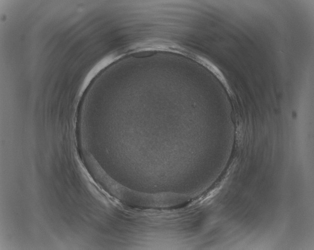 X0000066011146200603061251