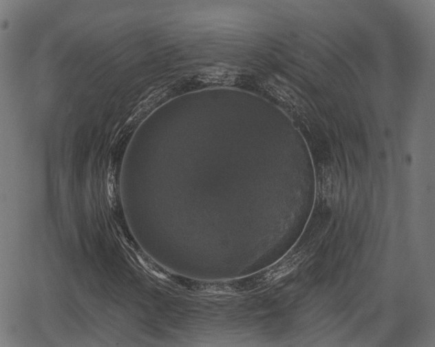 X0000066011154200603061250