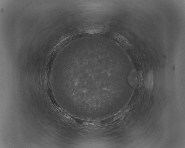 X0000066011158200603061250