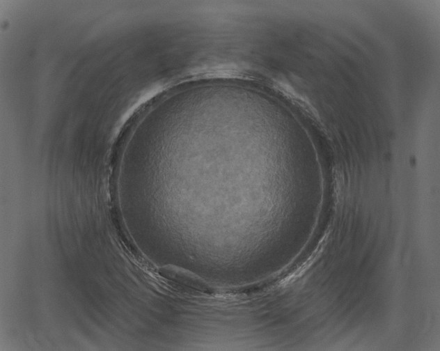 X0000066011166200603061250