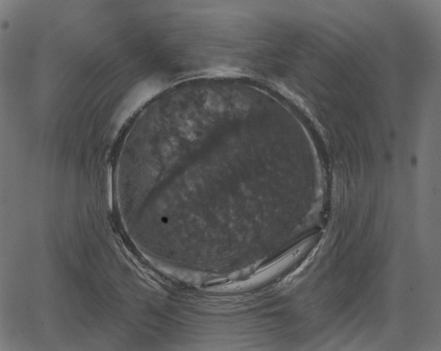 X0000066011171200603061250