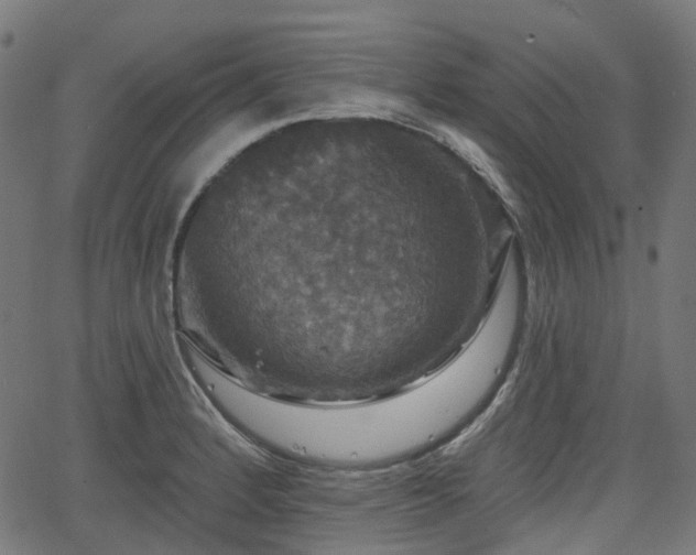 X0000066011184200603061250