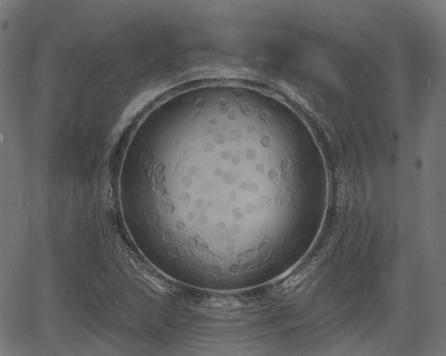 X0000066011215200603061249