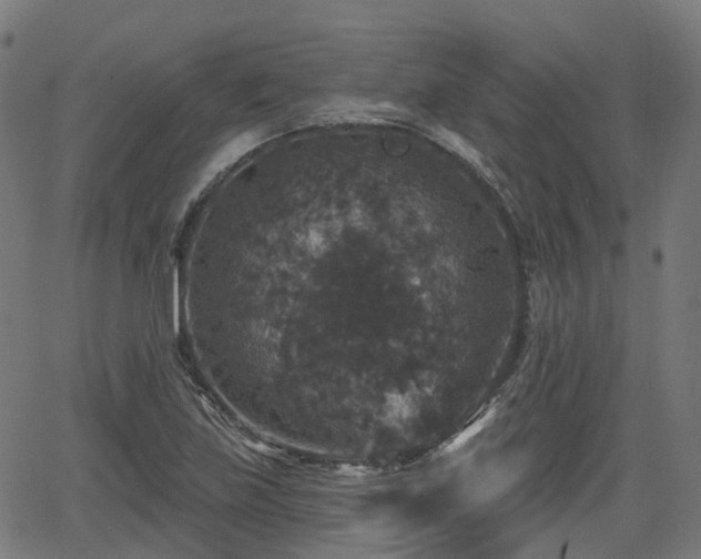 X0000066011219200603061249