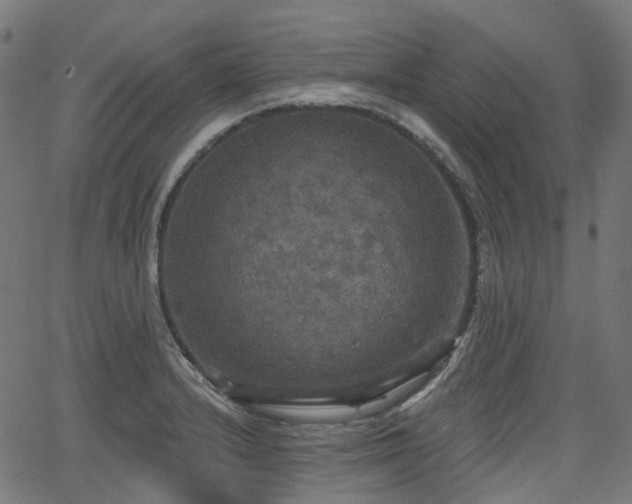 X0000066011232200603061249