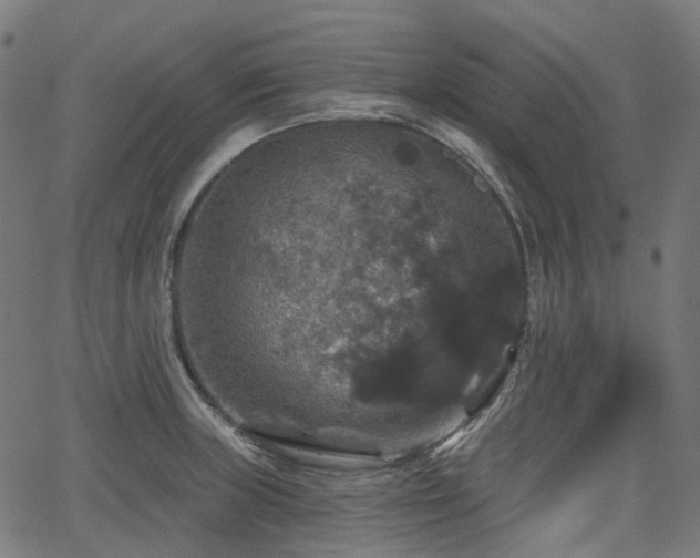 X0000066011235200603061249