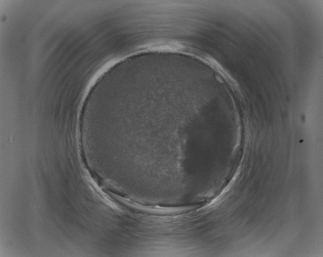 X0000066011240200603061249