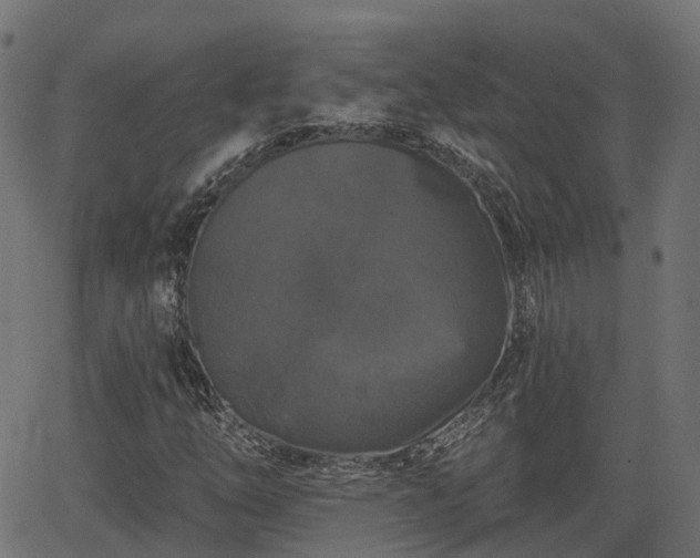 X0000066011254200603061248