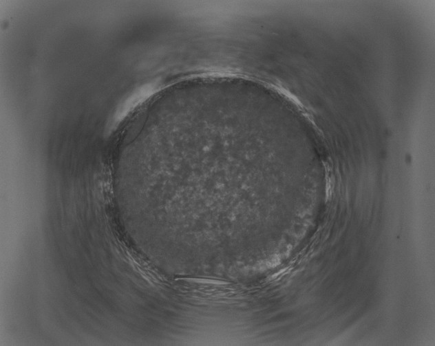 X0000066011255200603061248