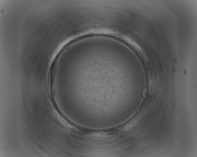 X0000066011272200603061248