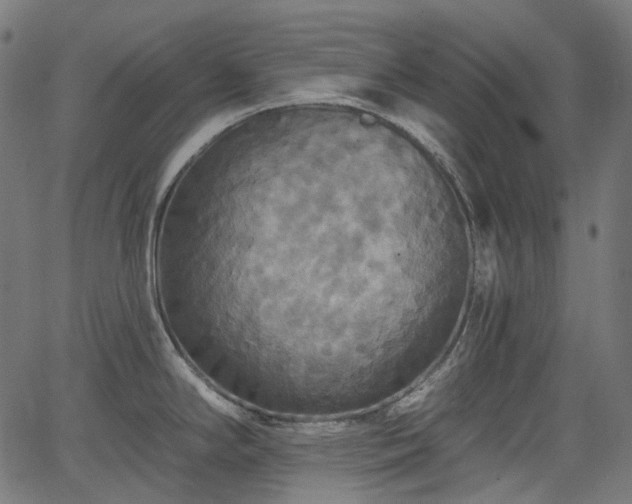 X0000066011294200603061248