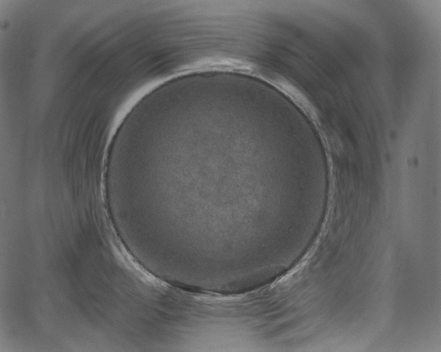 X0000066011296200603061248