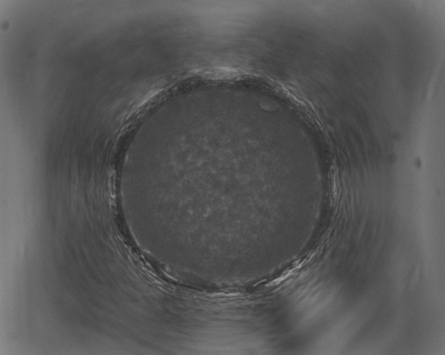 X0000066011301200603061247