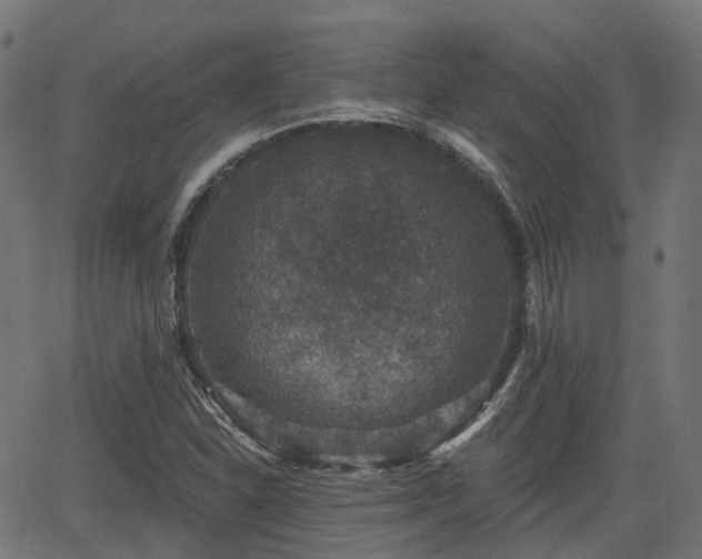 X0000066011310200603061247