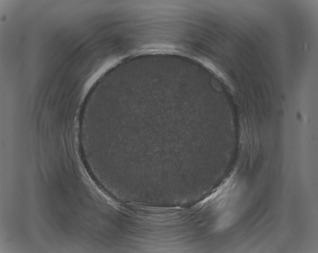 X0000066011325200603061247