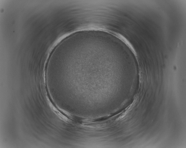 X0000066011388200603061246