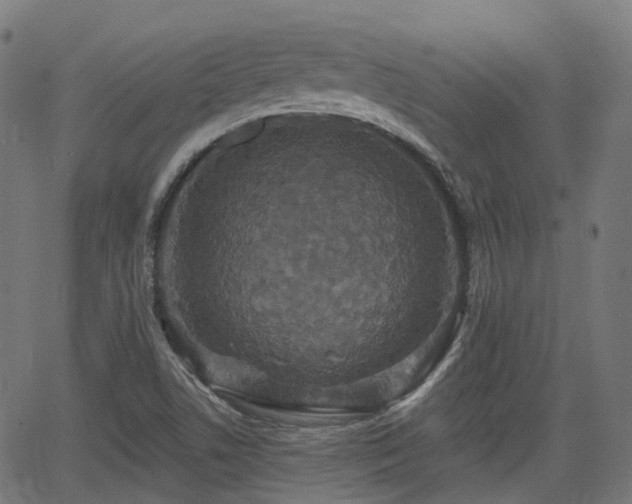 X0000066011506200603061244