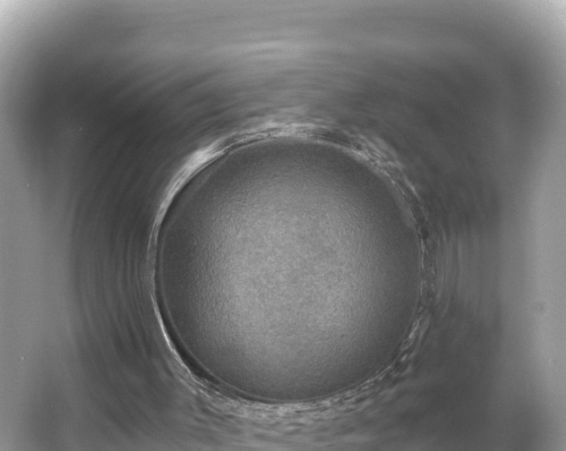 X0000066010003200603101609