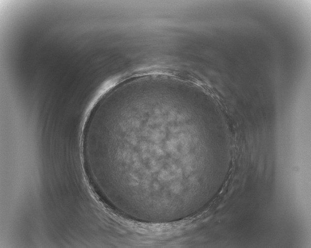 X0000066010006200603101609