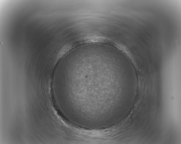 X0000066010010200603101608