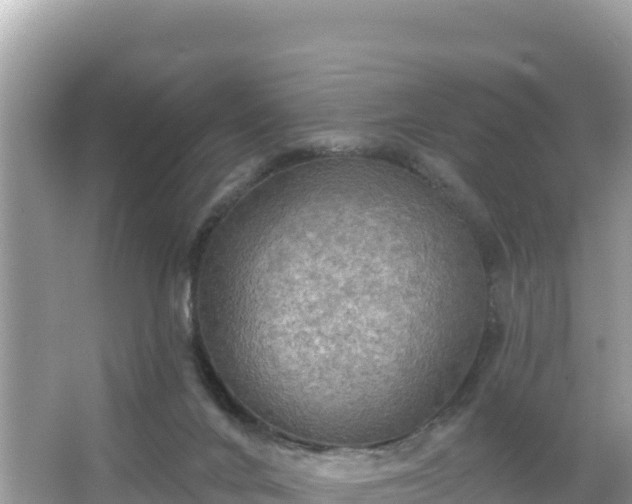 X0000066010024200603101608