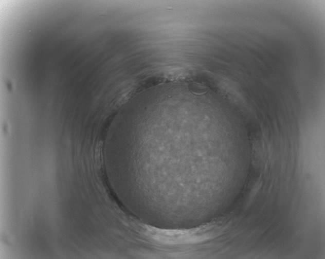 X0000066010034200603101608