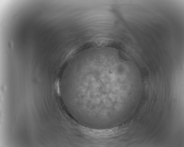 X0000066010042200603101608