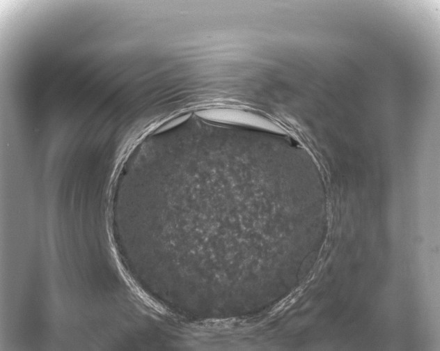 X0000066010049200603101607