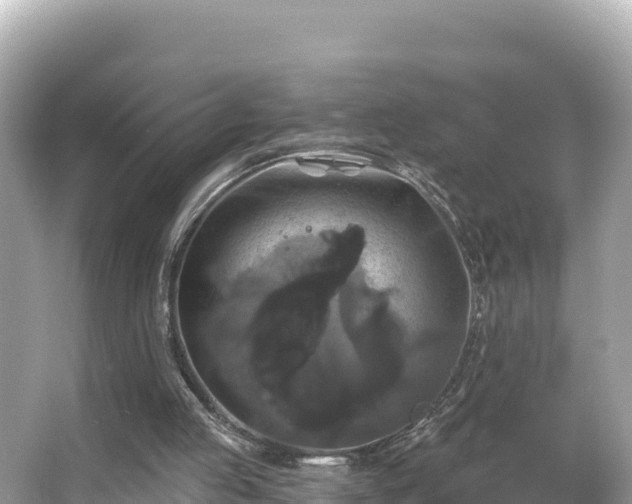 X0000066010053200603101607