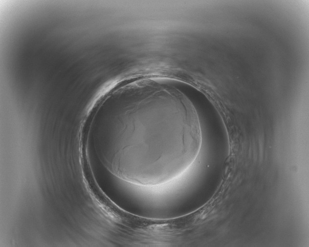 X0000066010054200603101607