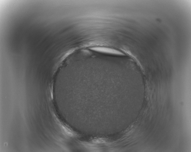 X0000066010062200603101607