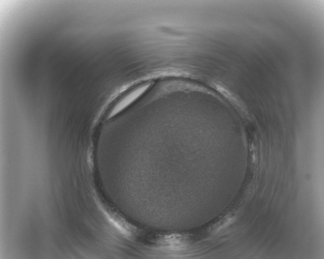 X0000066010064200603101607