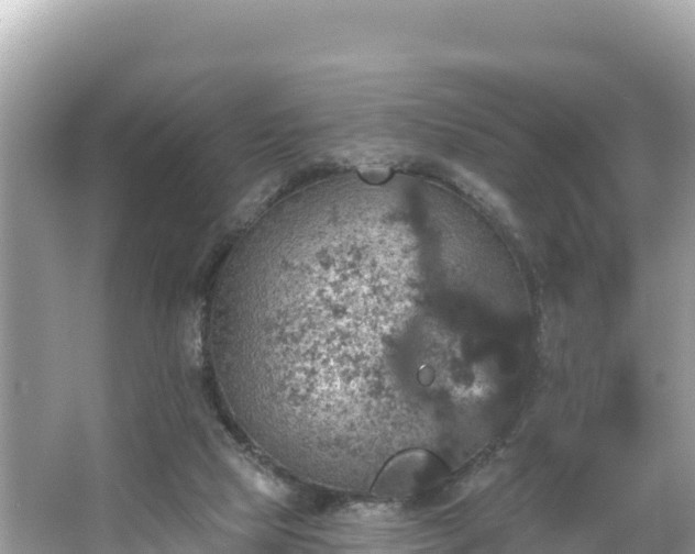 X0000066010065200603101607