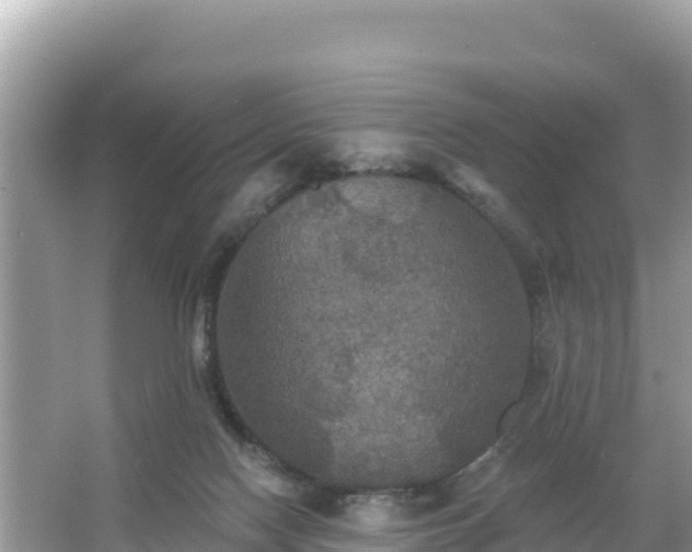 X0000066010074200603101607