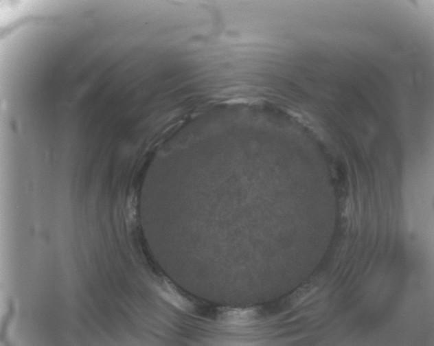 X0000066010081200603101608